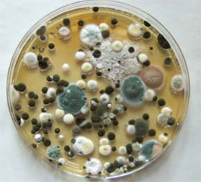 Mold spores on surfaces resulting from poor indoor air quality